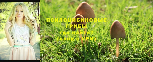 ПСИЛОЦИБИНОВЫЕ ГРИБЫ Белокуриха